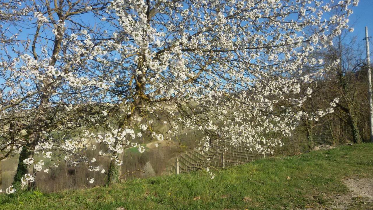 Cascina Torello Dogliani Exterior foto