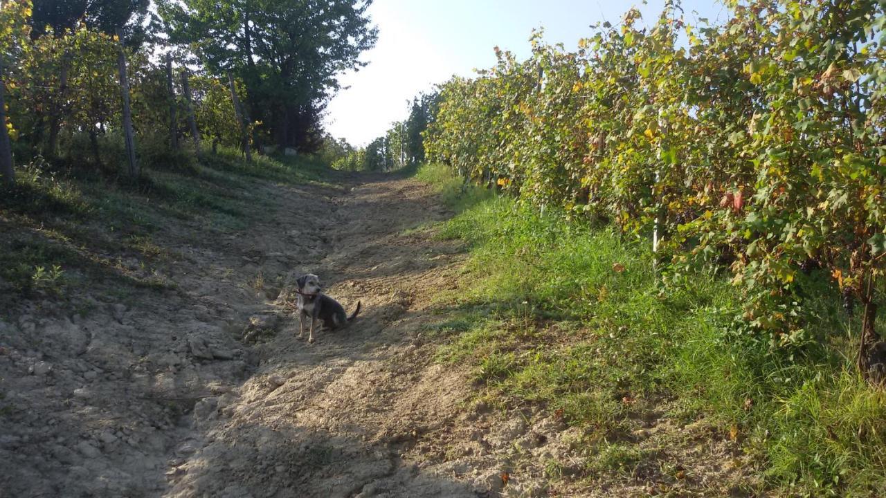 Cascina Torello Dogliani Exterior foto